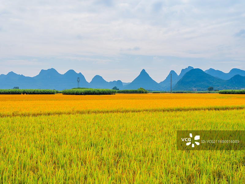 广西柳州市柳城县稻花飘香景区金黄色的稻田与远处的喀斯特群山风光图片素材