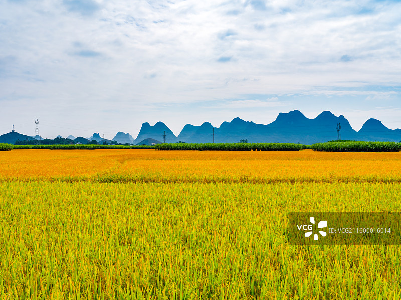 广西柳州市柳城县稻花飘香景区金黄色的稻田与远处的喀斯特群山风光图片素材