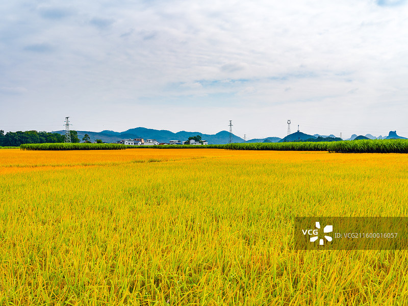 广西柳州市柳城县稻花飘香景区金黄色的稻田与远处的喀斯特群山风光图片素材