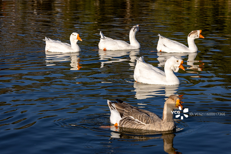 悠然白鹅：湖面上的宁静游弋图片素材