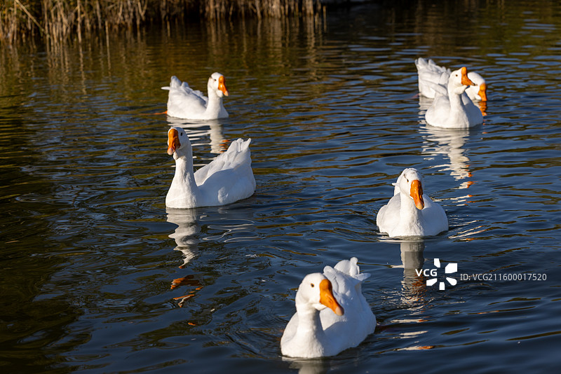 悠然白鹅：湖面上的宁静游弋图片素材