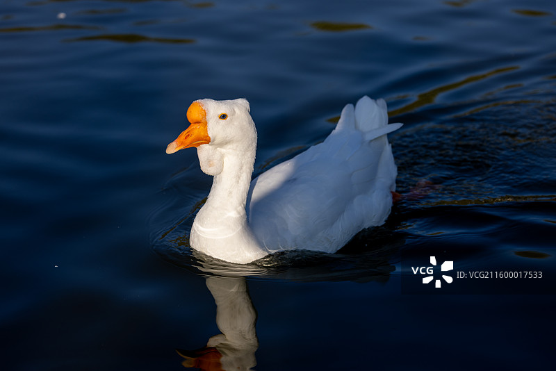 悠然白鹅：湖面上的宁静游弋图片素材
