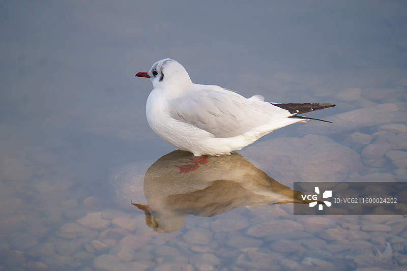 红嘴鸥图片素材