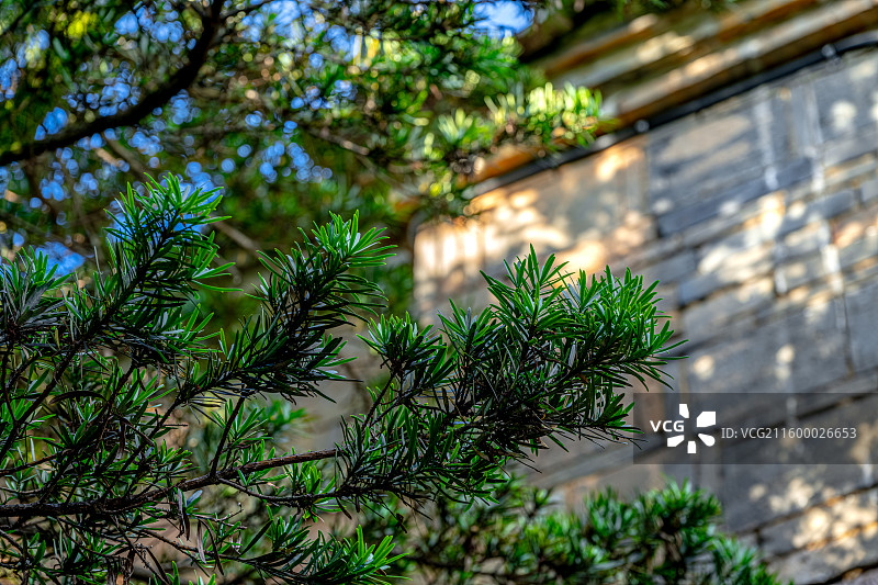 泰宁尚书第 青砖垒砌的墙壁上罗汉松树荫斑驳 岁月侵蚀古朴厚重 叠涩屋檐 福建三明明代古建筑防火墙图片素材