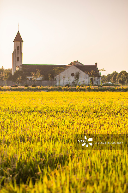 日落时分以上海市松江区张朴村教堂为背景的金色稻田图片素材