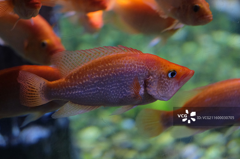 红老虎鱼金玉满堂鱼红头鲷特写图片素材
