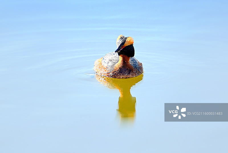 角PT鸊鷉图片素材
