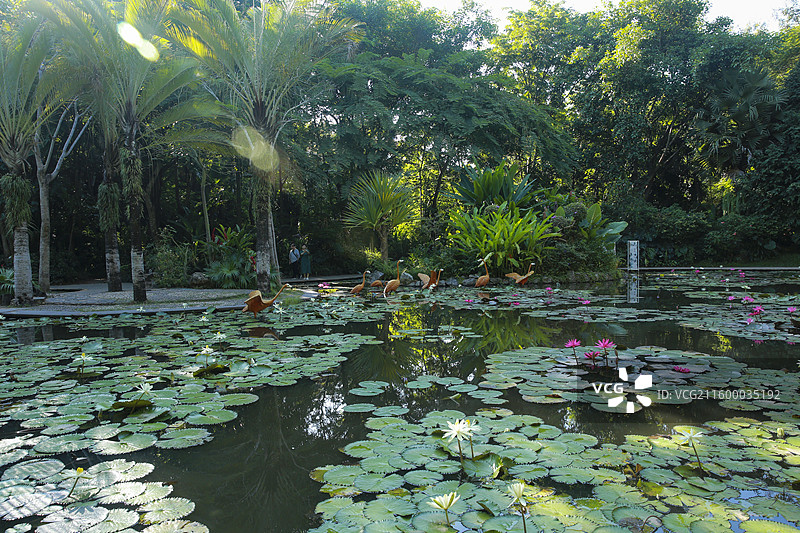 曼听御花园—莲花池图片素材