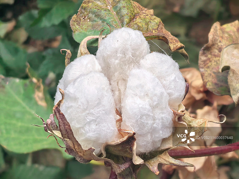 优质的新疆棉花（棉桃）成熟了图片素材
