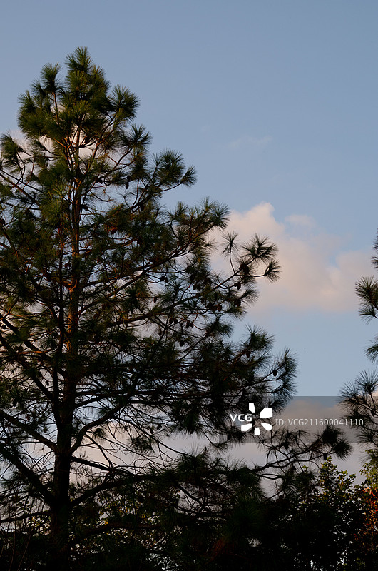 夕阳下蓝天背景树的剪影 同里湿地公园图片素材