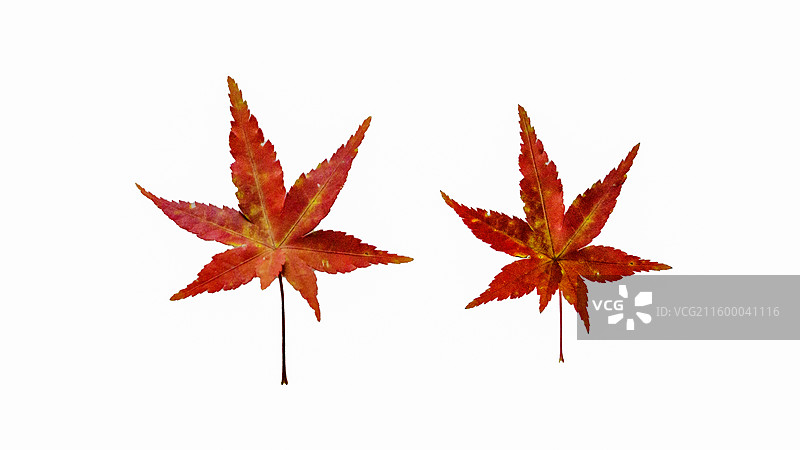 枫叶 霜叶红于二月花图片素材