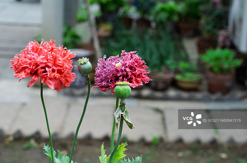 青岛海云庵道观前盛开的虞美人图片素材