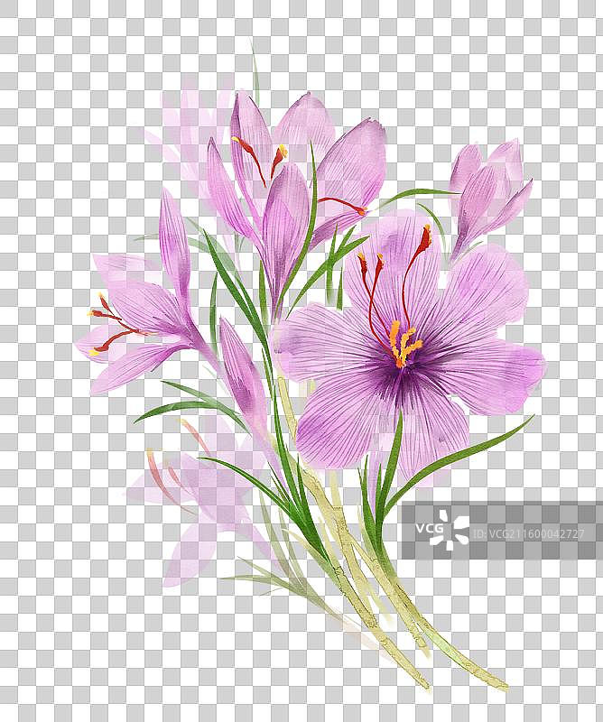 水彩花卉素材番红花图片素材