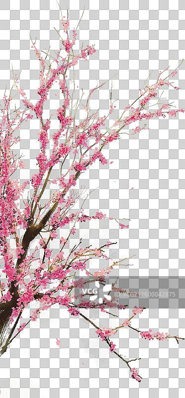 水彩花卉素材紫荆花图片素材