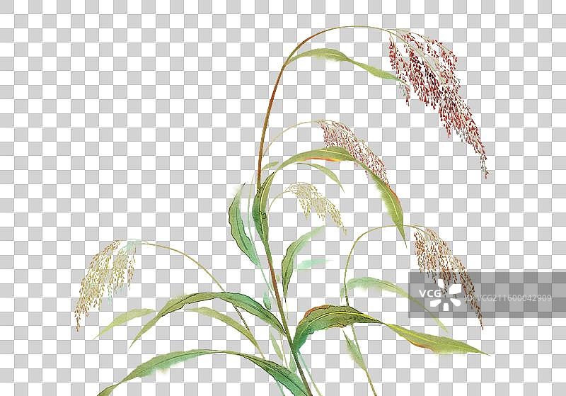 水彩植物素材高粱图片素材