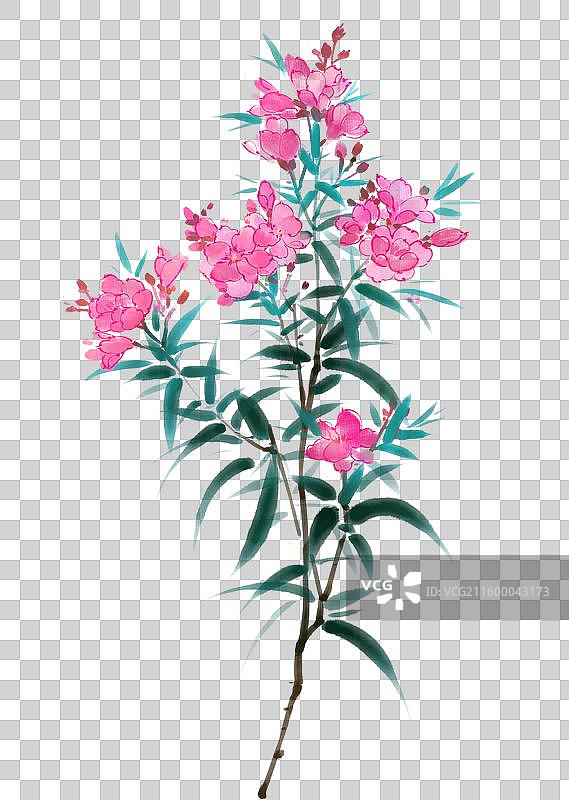水彩花卉素材夹竹桃图片素材