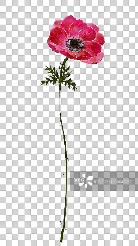 水彩花卉素材银莲花图片素材