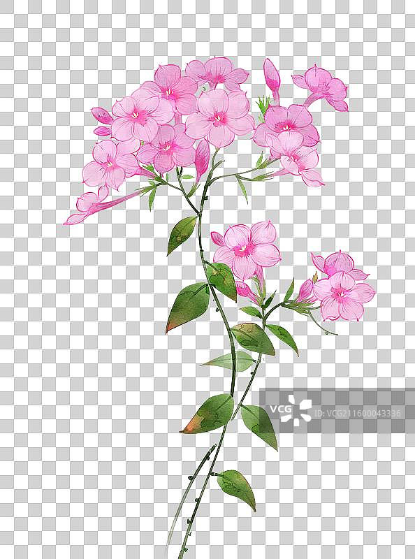 水彩花卉素材草夹竹桃图片素材