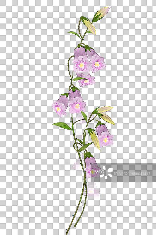 水彩花卉素材风铃草图片素材