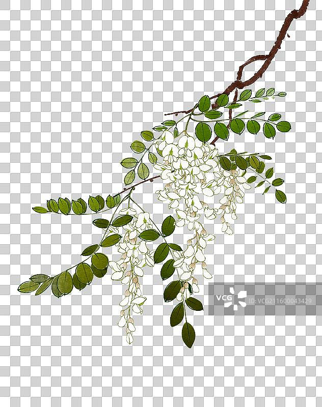 水彩花卉素材槐花图片素材