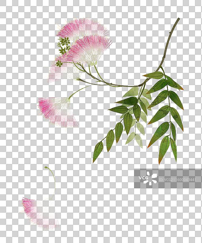 水彩花卉素材合欢花图片素材