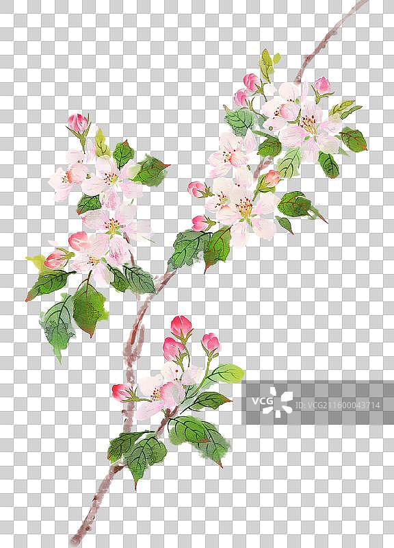水彩花卉素材苹果花图片素材
