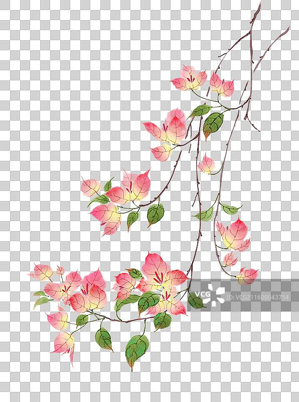 水彩花卉素材三角梅图片素材