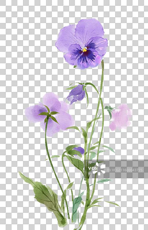 水彩花卉素材三色堇图片素材