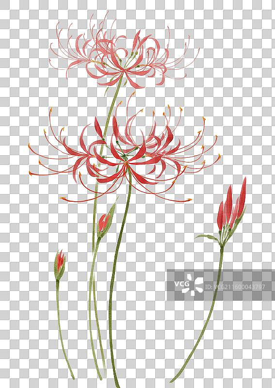 水彩花卉素材彼岸花图片素材