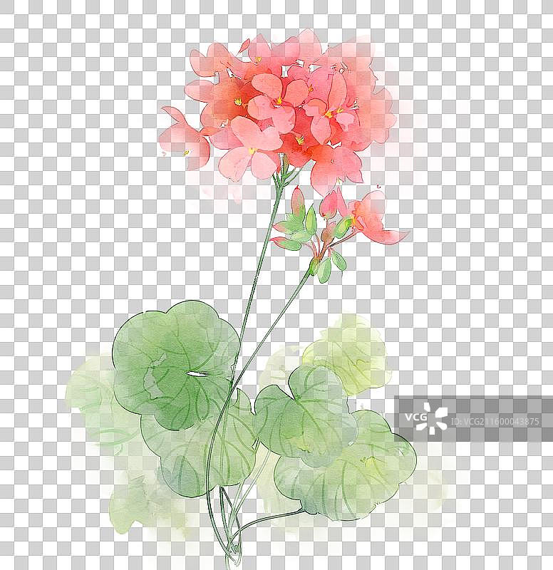 水彩花卉素材天竺葵图片素材