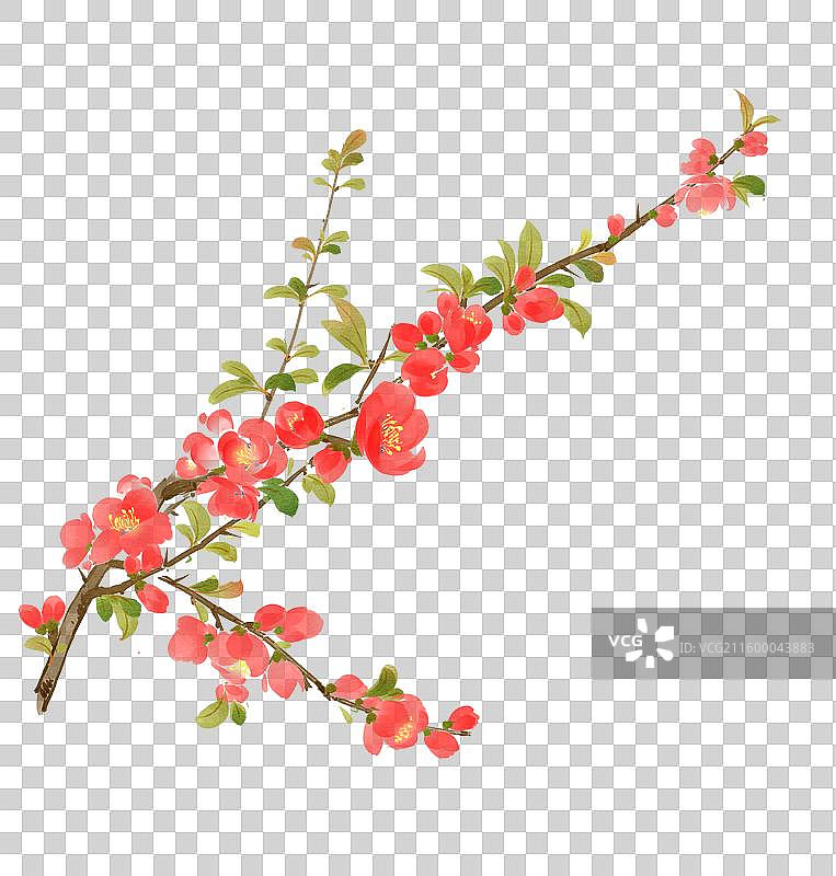 水彩花卉素材贴梗海棠图片素材