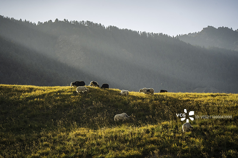冰沟河风光图片素材