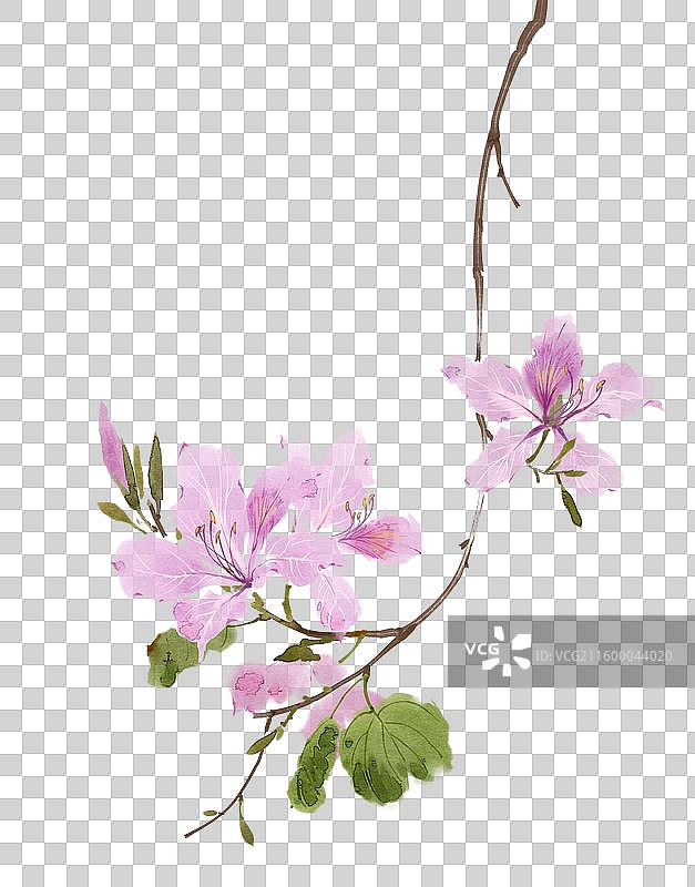 水彩花卉素材紫荆花图片素材
