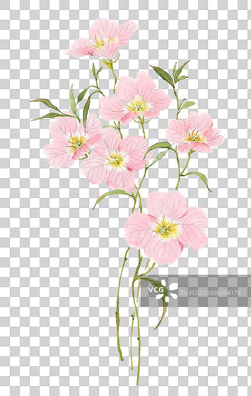 水彩花卉素材月见草图片素材