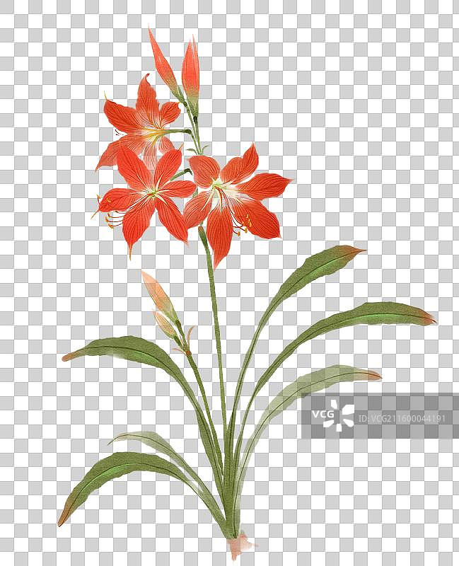 水彩花卉素材朱顶红图片素材