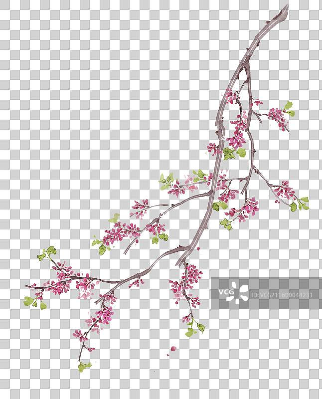 水彩花卉素材紫荆花图片素材