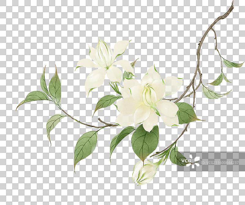 水彩花卉素材栀子花图片素材