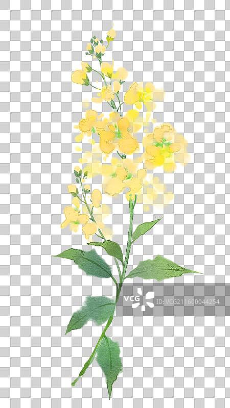 水彩花卉素材紫罗兰图片素材