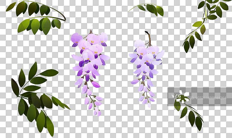 水彩花卉素材紫藤花图片素材