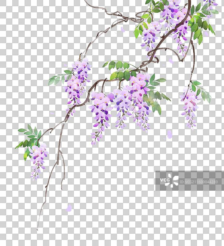 水彩花卉素材紫藤花图片素材