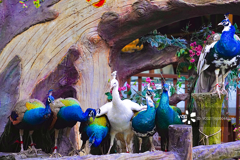 西双版纳原始森林公园的一群孔雀图片素材