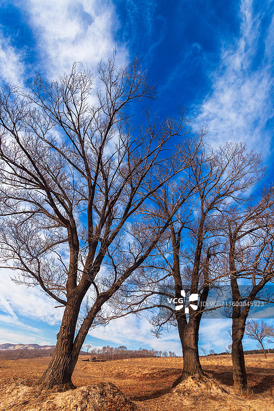 山西 朔州 右玉冬季树木风景图片素材
