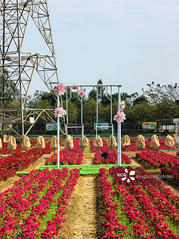 佛山高明盈香生态园花海图片素材