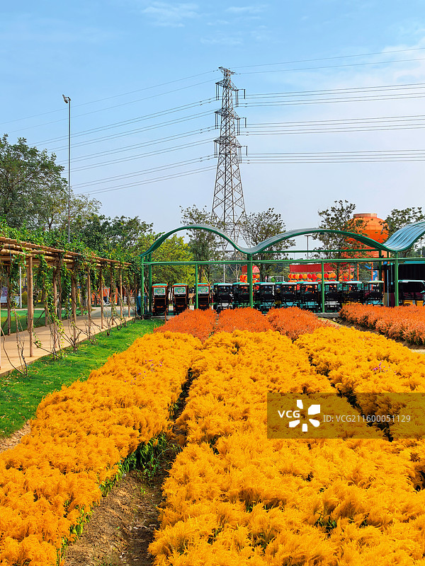 佛山高明盈香生态园花海图片素材