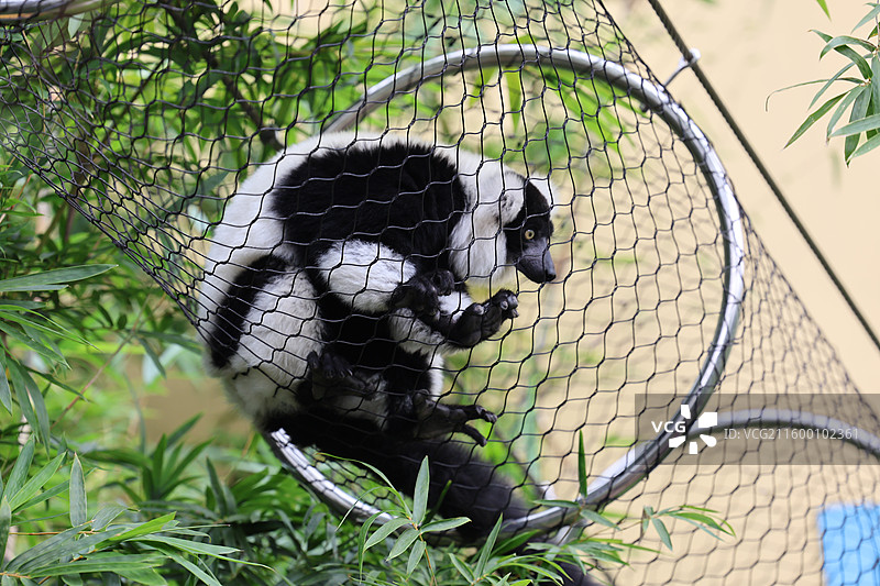 黑白领狐猴图片素材
