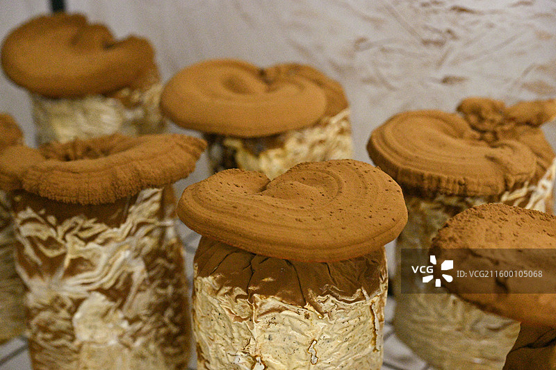 灵芝孢子粉图片素材