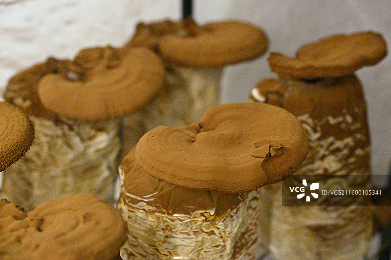 灵芝孢子粉图片素材