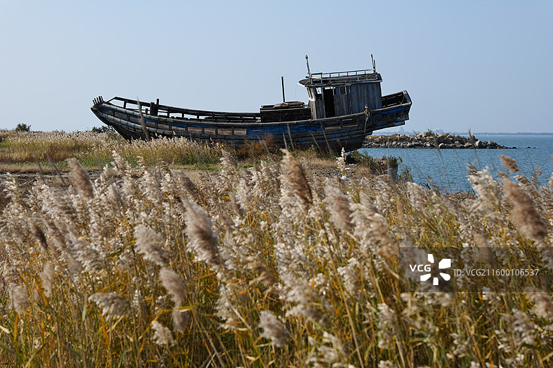 河北唐山乐亭灵珠码头附近破旧渔船与芦苇花图片素材