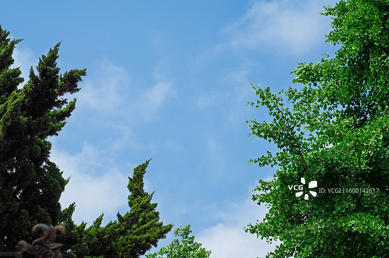 青岛海云庵蓝天白云下的绿树景致图片素材