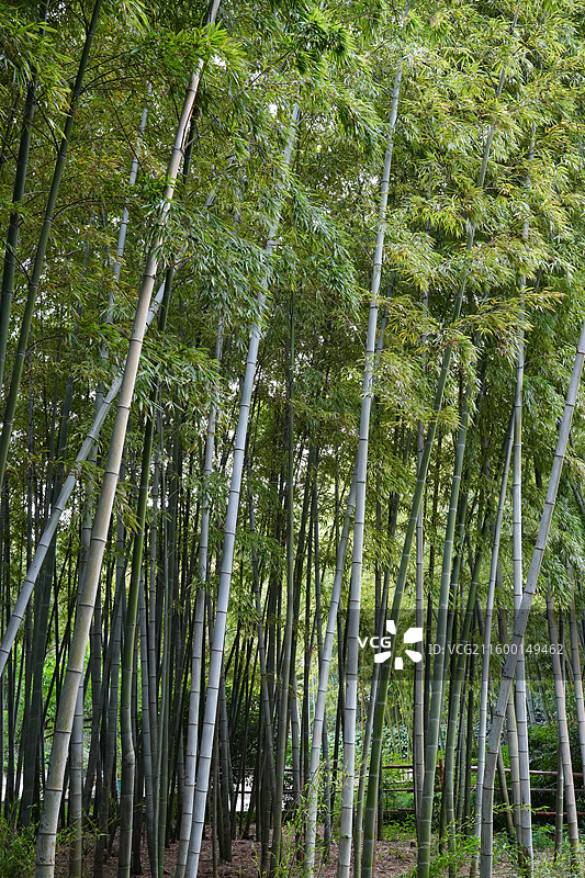 豫园 古城公园 园内 沪南钱业公所 改建 胡问遂 艺术馆图片素材